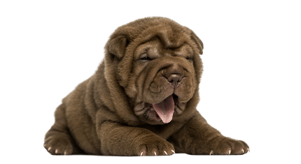 Le Shar Pei (chiot) allongé, haletant, isolé