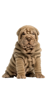 le shar-pei assis