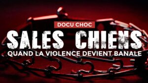 Docu choc : Sales Chiens - Quand la violence devient banale !