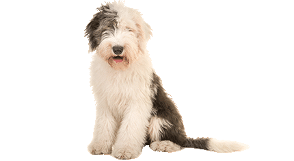 le bobtail