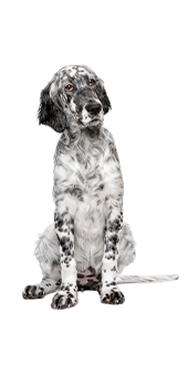 le setter anglais - fiche de race