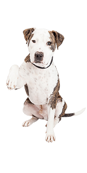 le pitbull - fiche de race